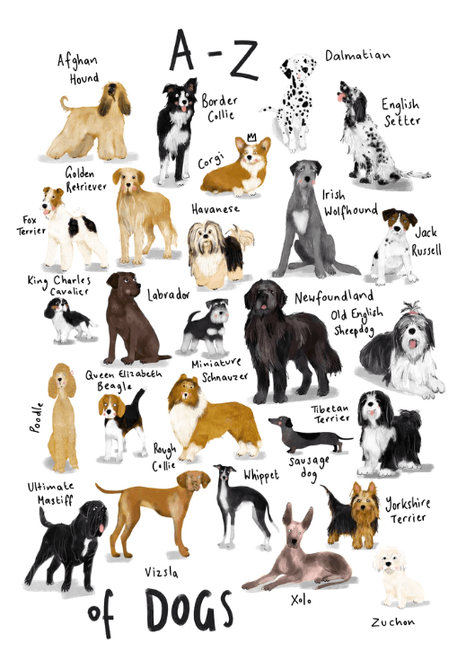 Different Types Of All Dogs Breeds Name With Picture Animals